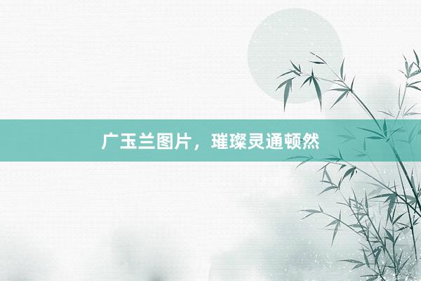 广玉兰图片，璀璨灵通顿然